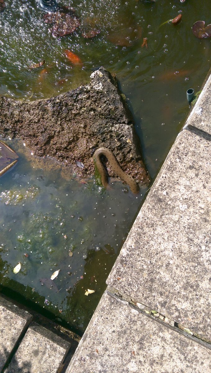 mistergwright's tweet photo. Found this in the pond!! What kind of snake guys ?? Had one of the large fish in it's mouth!! #savedhim #snakecharmer 😉 https://t.co/eFEBZPj4rb