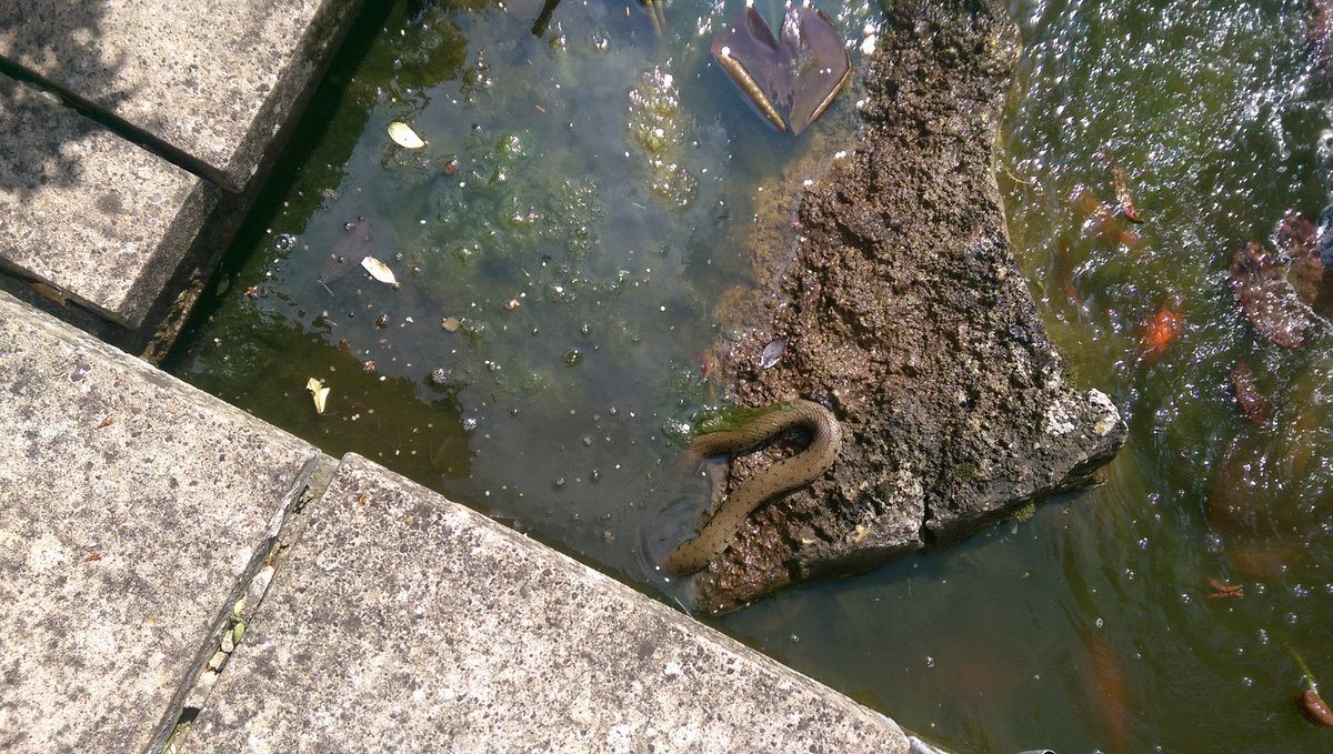 mistergwright's tweet photo. Found this in the pond!! What kind of snake guys ?? Had one of the large fish in it's mouth!! #savedhim #snakecharmer 😉 https://t.co/eFEBZPj4rb