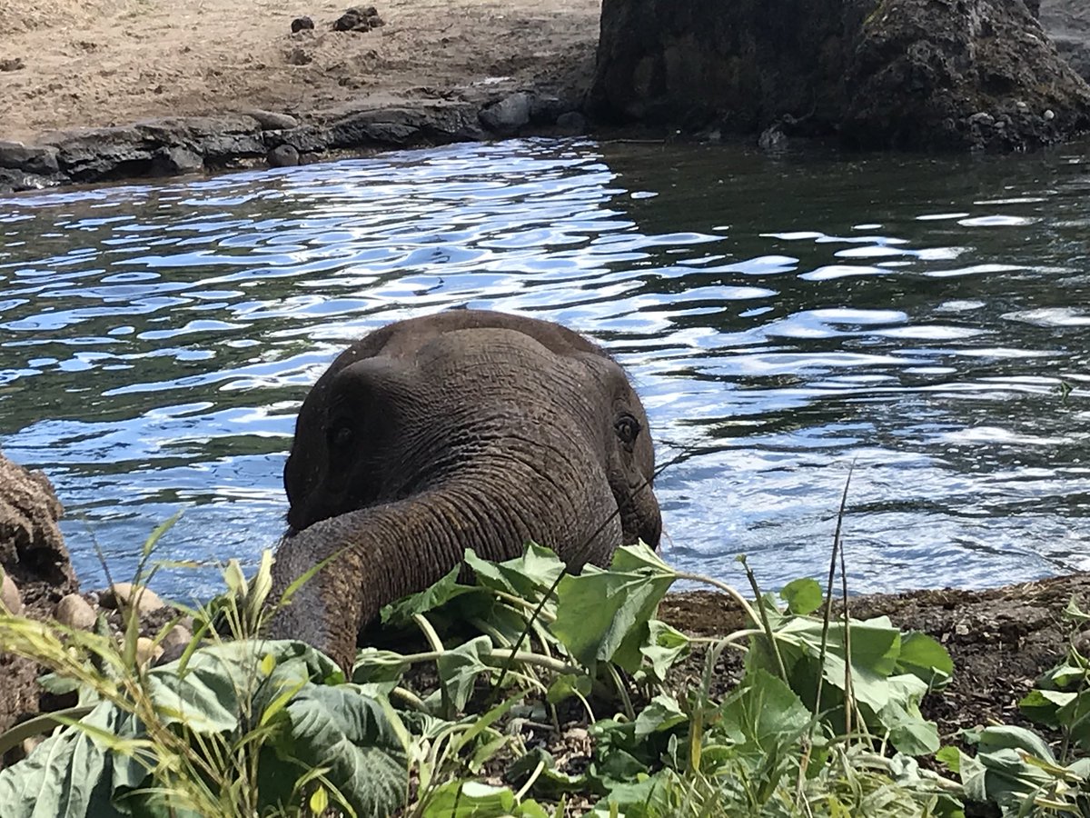 dgdoyle84's tweet photo. Hungry elephant @DublinZoo ! https://t.co/vLXgAeVLAv