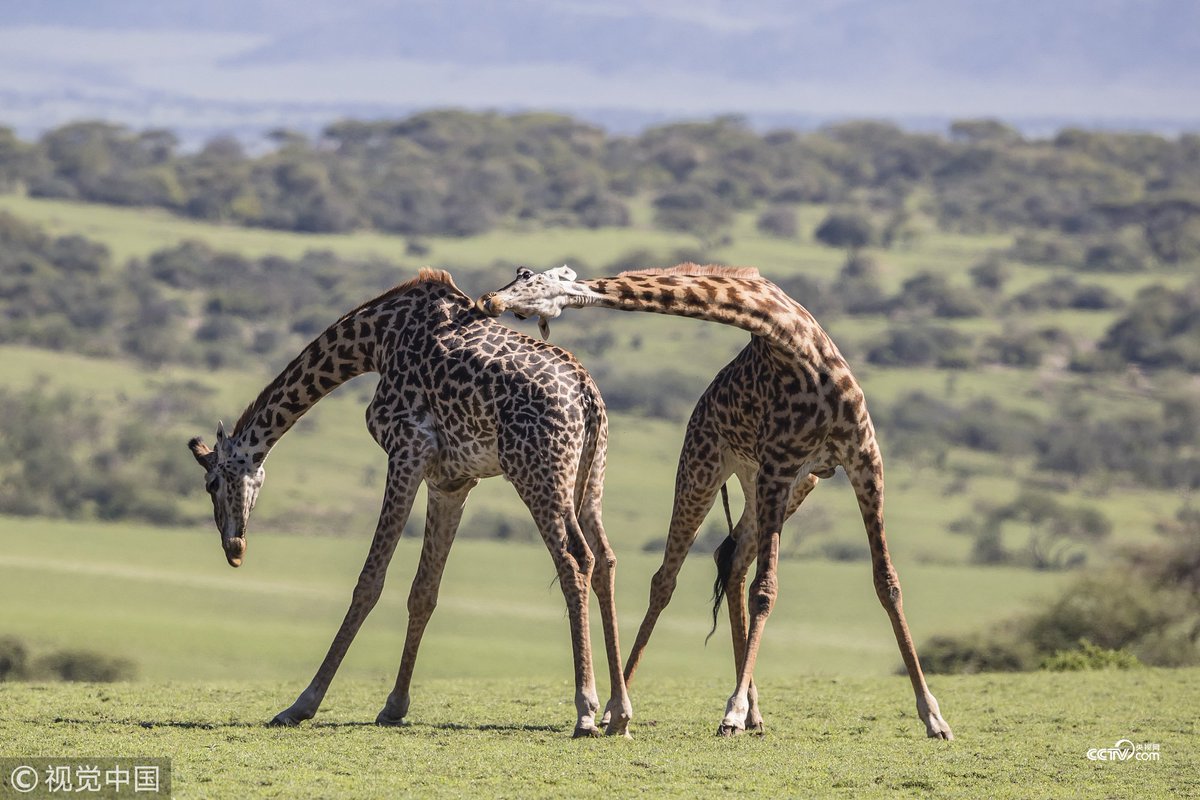 Paul Goldstein, a wildlife photographer, captured a bruising giraffe battle  on the Serengeti in March. He explains: \, image size:1200x800