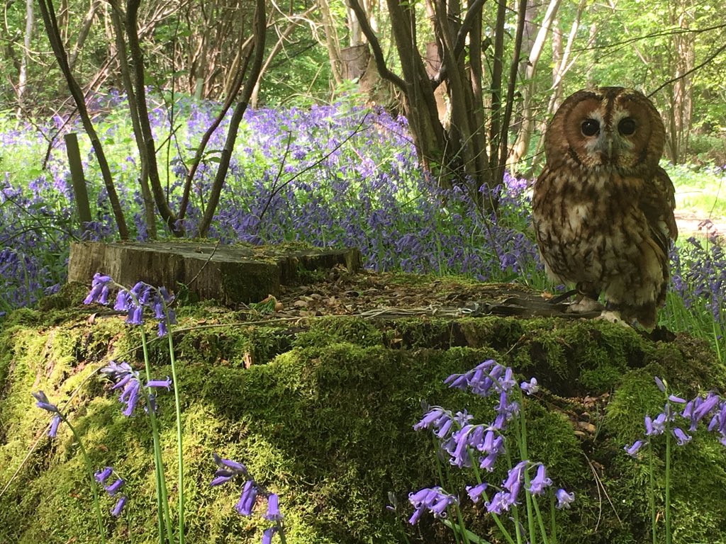 EdenFalconry's tweet photo. Mr Forbes our Tawny Owl enjoying a day out amongst the bluebells #Owl #essex @BBCSpringwatch @BBCCountryfile https://t.co/9co6J0imrZ