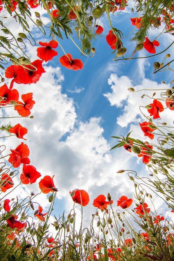 davewat1's tweet photo. #ffsummery.
@Nigel_Farage  @Kevin_Maguire  @toryboypierce 
@WestmonsterUK  @AliciaFA_ @Jacob_Rees_Mogg @3HLOshawa  
Look on the summery side of life. https://t.co/DQ7zPl70vy
