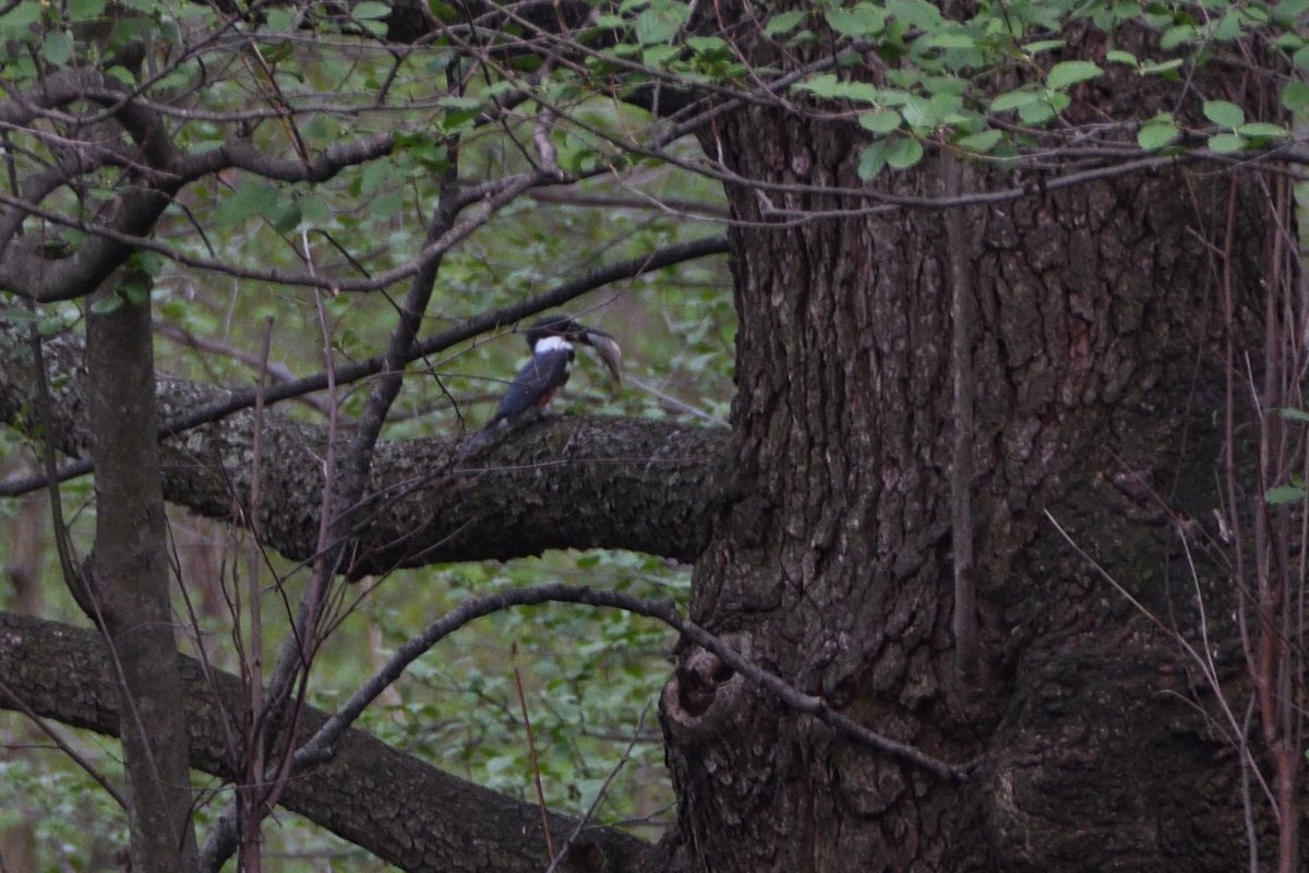 Female belted Kingfisher with a fish (probably a sunfish)