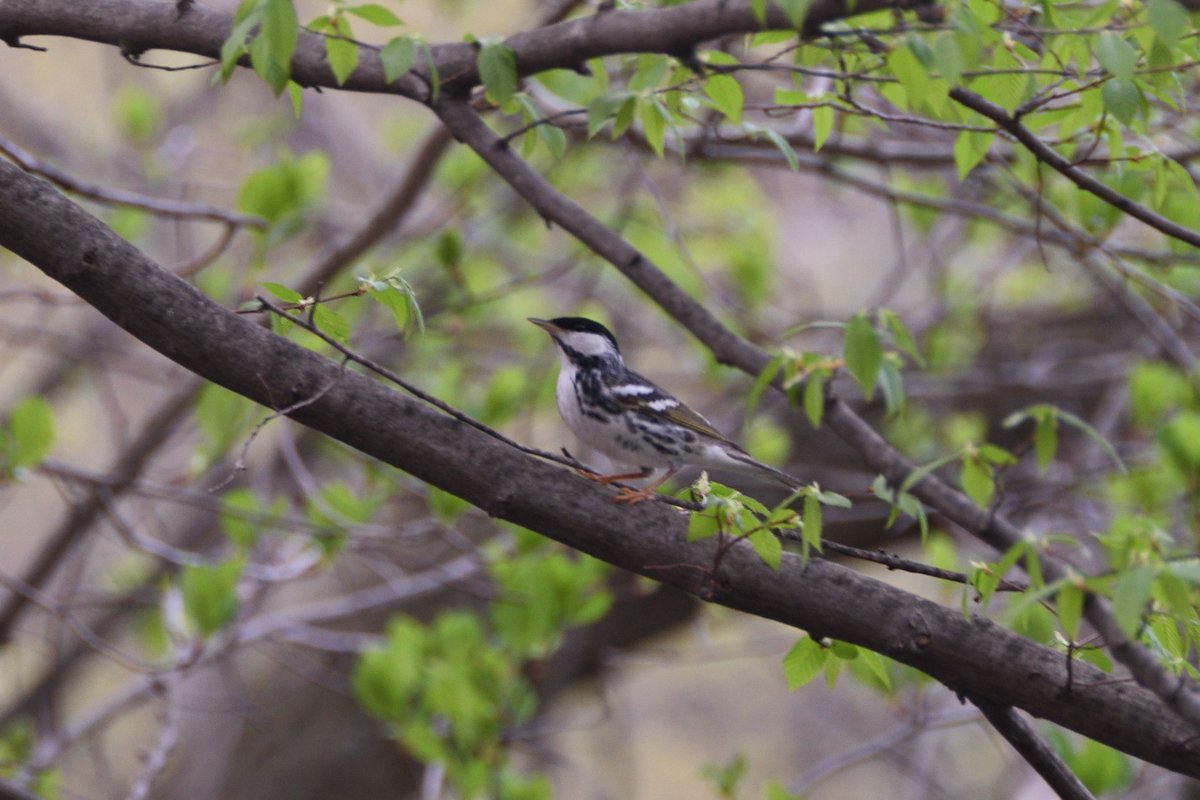 Blackpoll Warbler