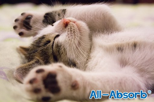 AllAbsorb's tweet photo. Happiness is having All-Absorb in your cat pan! #allabsorb #all-absorb #trainingpads #odorcontrol #superabsorbent #pottypads #cat #cats #kitten #kittens #kitty #catlovers #love #shop #meow #meowmeow #Sunday #Sundayfunday
https://t.co/nZrAwzeoav https://t.co/QxVpzOdM7U