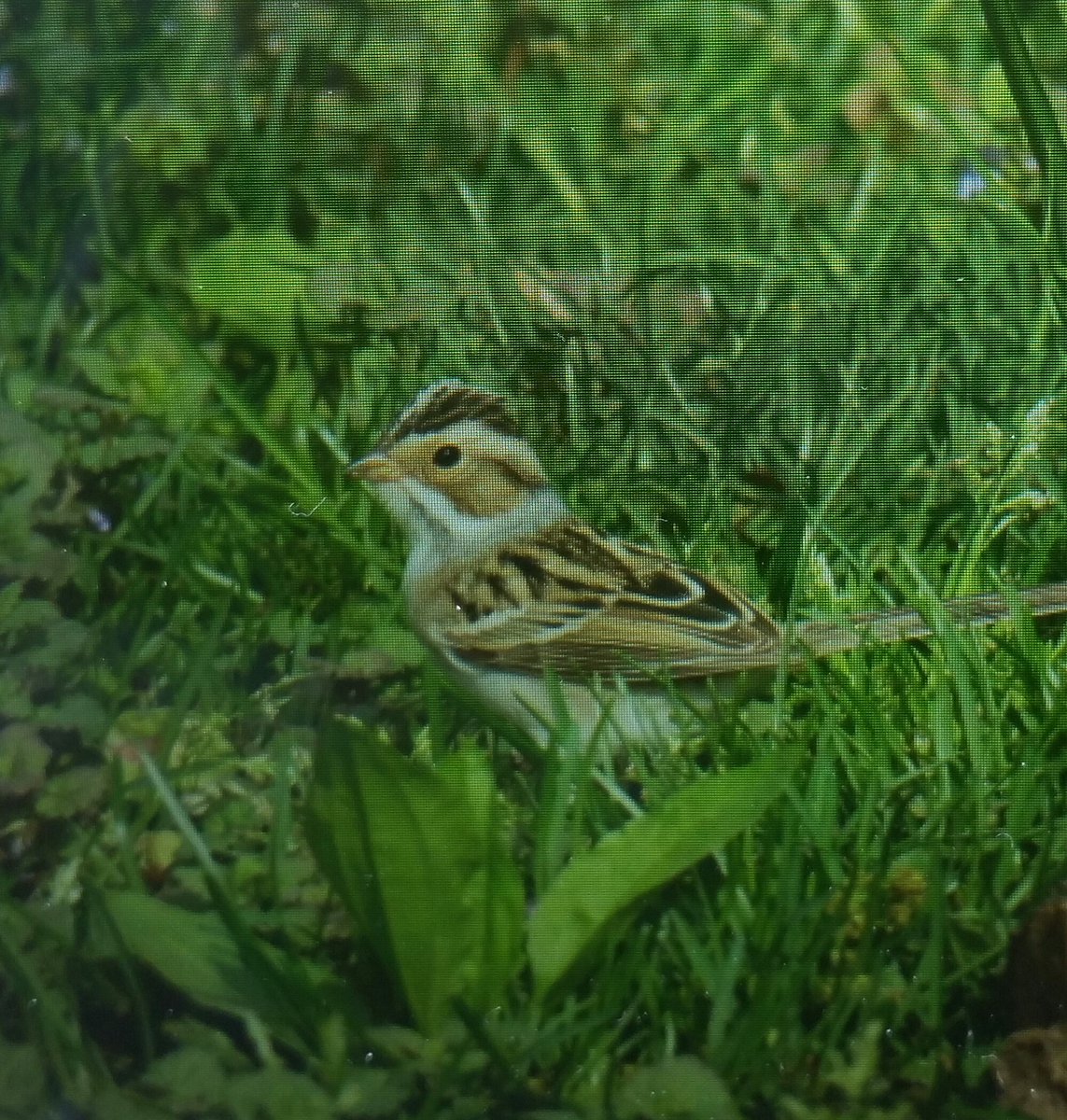 Clay-colored Sparrow continuing at high rocky outcropping south of Strawberry Fields. #birdcp Pic by <a href="/kwaffles/">Kaylan Wessels</a>