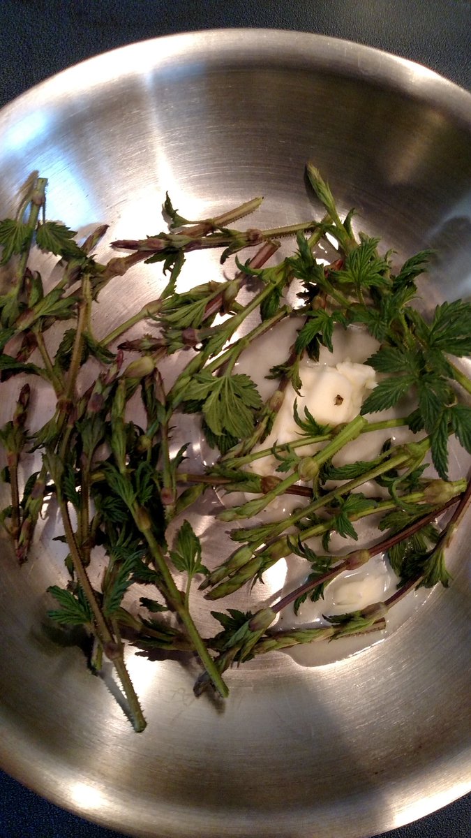 GruhlkeBrew's tweet photo. #HopShoots for #breakfast https://t.co/hKV4tOWfed
