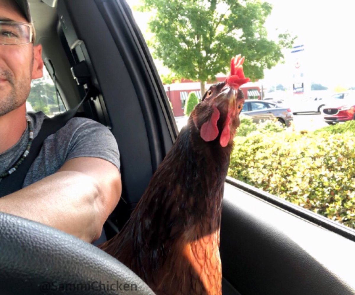 SammiChicken's tweet photo. "What's that voice?!"➡️"Is that God speaking to us?!"➡️"We're at the Drive-thru? That wasn't funny Dave" 😠
#voicefromabove #godspeaks #drivethru #chickenofthesea #beachchicken #Alabama https://t.co/0ut9rPKbgU