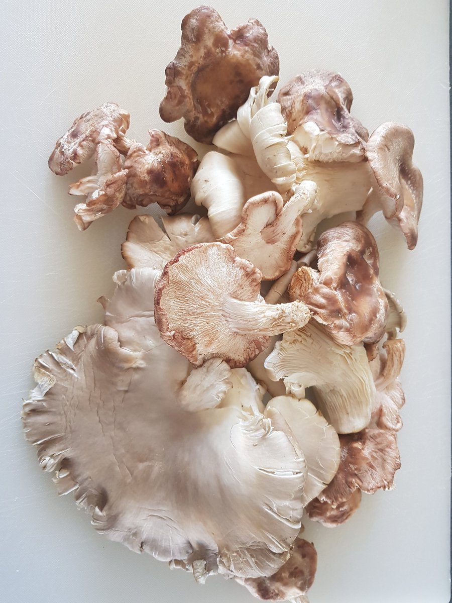 ahimsabrighton's tweet photo. Finest array of local mushrooms! #Brighton #Sussex #buylocal #vegan https://t.co/3cVNKrYx3i
