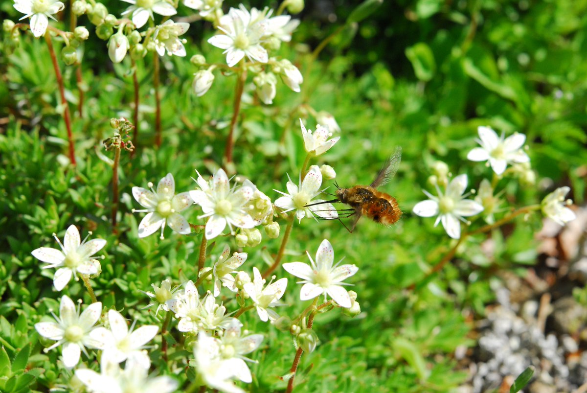 六甲高山植物園 シコタンソウ が咲き始めです ユキノシタ科ユキノシタ属 高山帯の岩場に生える多年草 星型の白い花に赤色と黄色の斑点が美しい ロックガーデンにて