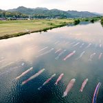 橋の上から見ると…水の中に鯉がいっぱい？川を泳ぐ水中こいのぼり