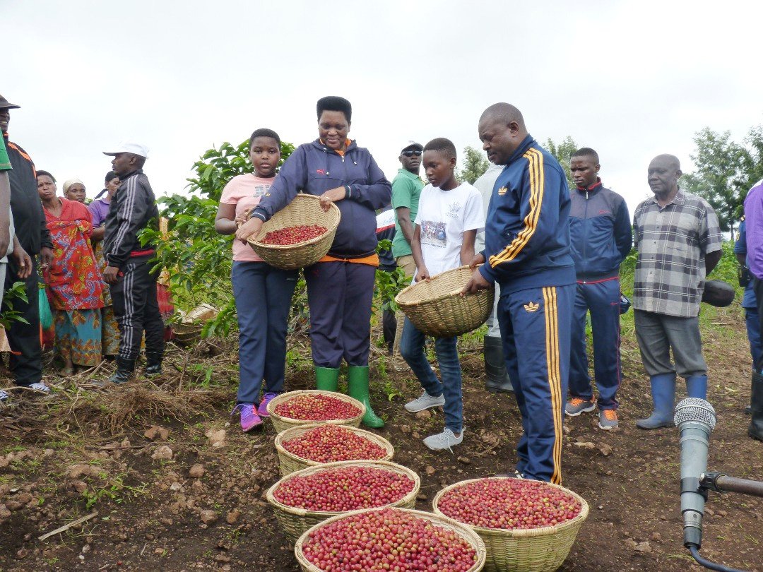 Ikiriho's tweet photo. Depuis sa plantation de caféiers en zone Rutanga (Gashikanwa, @NgoziProvince), la famille Nkurunziza bénit la récolte du café, demandant notamment "que le Seigneur fasse comprendre aux Burundais que le #Burundi est un magnifique pays, à développer notamment par l'#agriculture" https://t.co/ITBUHc7kgv