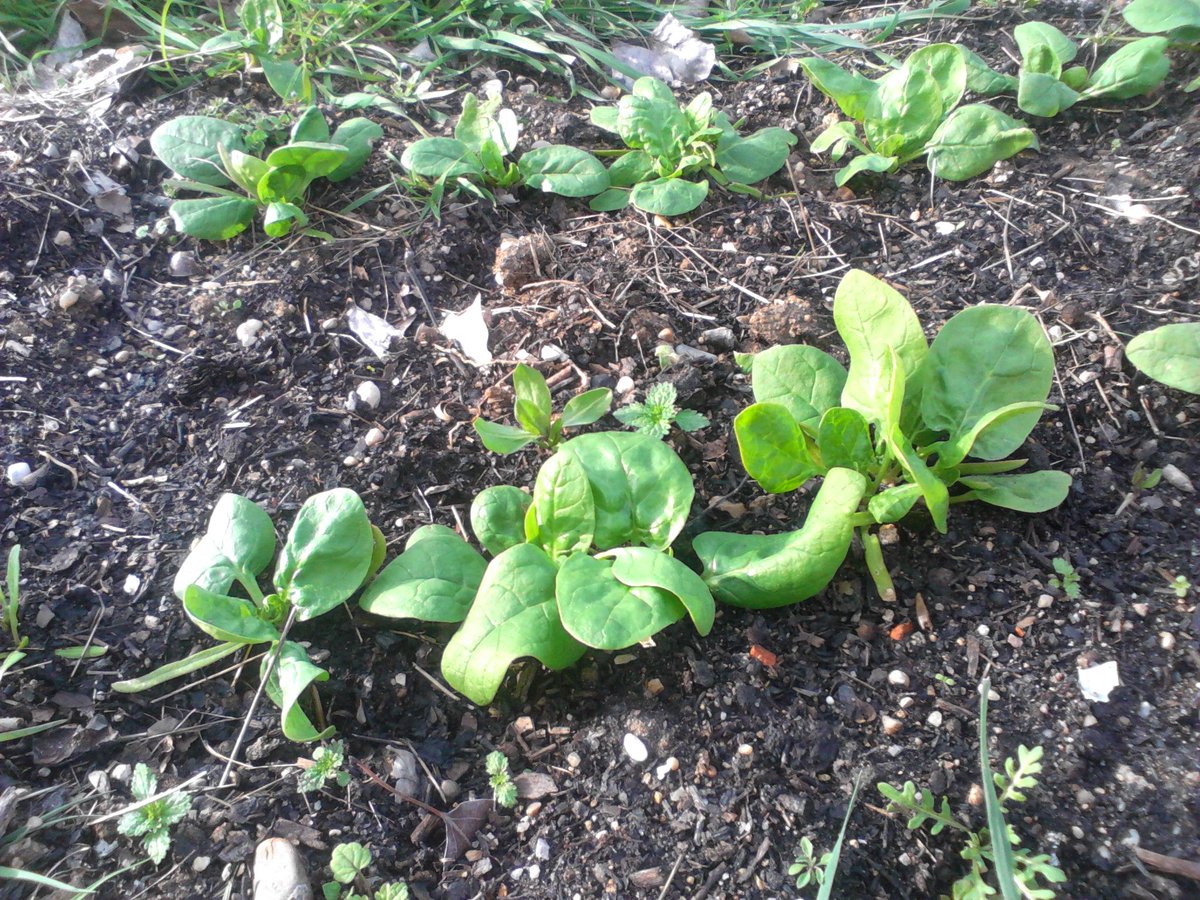 SEMENTES INFORMATIVAS

Xentiña!! Máis información sobre o uso do #CompostDaCasa...

➡️➡️O #Compost maduro, o dos seis meses, pode utilizarse en cultivos de exixencia media como as leitugas, acelgas, espinacas, etc.

E vos, para que o empregades?? 🤔 Déixanos a túa opinión👉