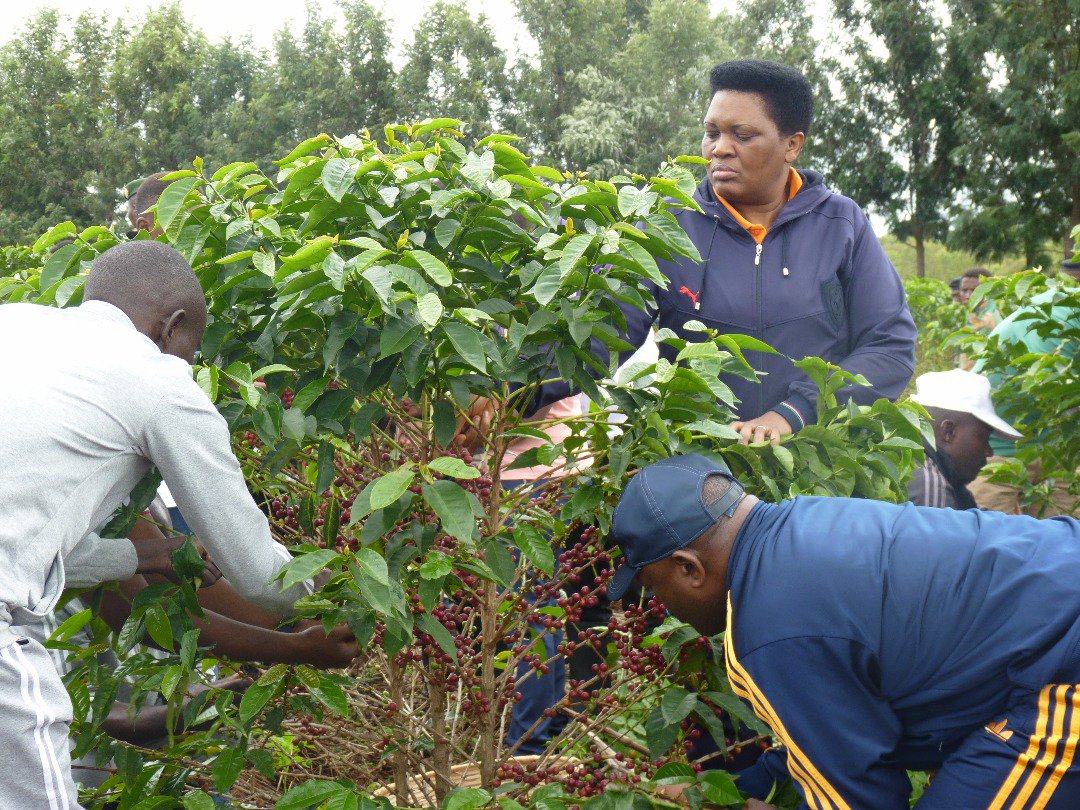 Ikiriho's tweet photo. Depuis sa plantation de caféiers en zone Rutanga (Gashikanwa, @NgoziProvince), la famille Nkurunziza bénit la récolte du café, demandant notamment "que le Seigneur fasse comprendre aux Burundais que le #Burundi est un magnifique pays, à développer notamment par l'#agriculture" https://t.co/ITBUHc7kgv