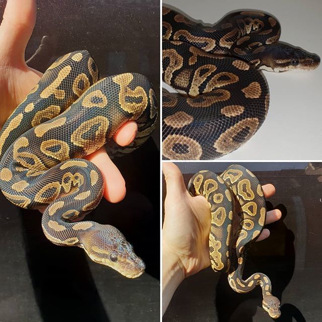 Repti_lisious's tweet photo. Cinnamon royal python female
2017 girl bred born here at repti-lisious. Up for sale from today.
#reptilisious #snake #royalpython #python #pythonregius #ballpython #cinnamon #female #forsale #reptilepetshop #reptile #petreptile #petsnake #petpython #exoticpets #exoticpetshop… https://t.co/jEEdAFmd52