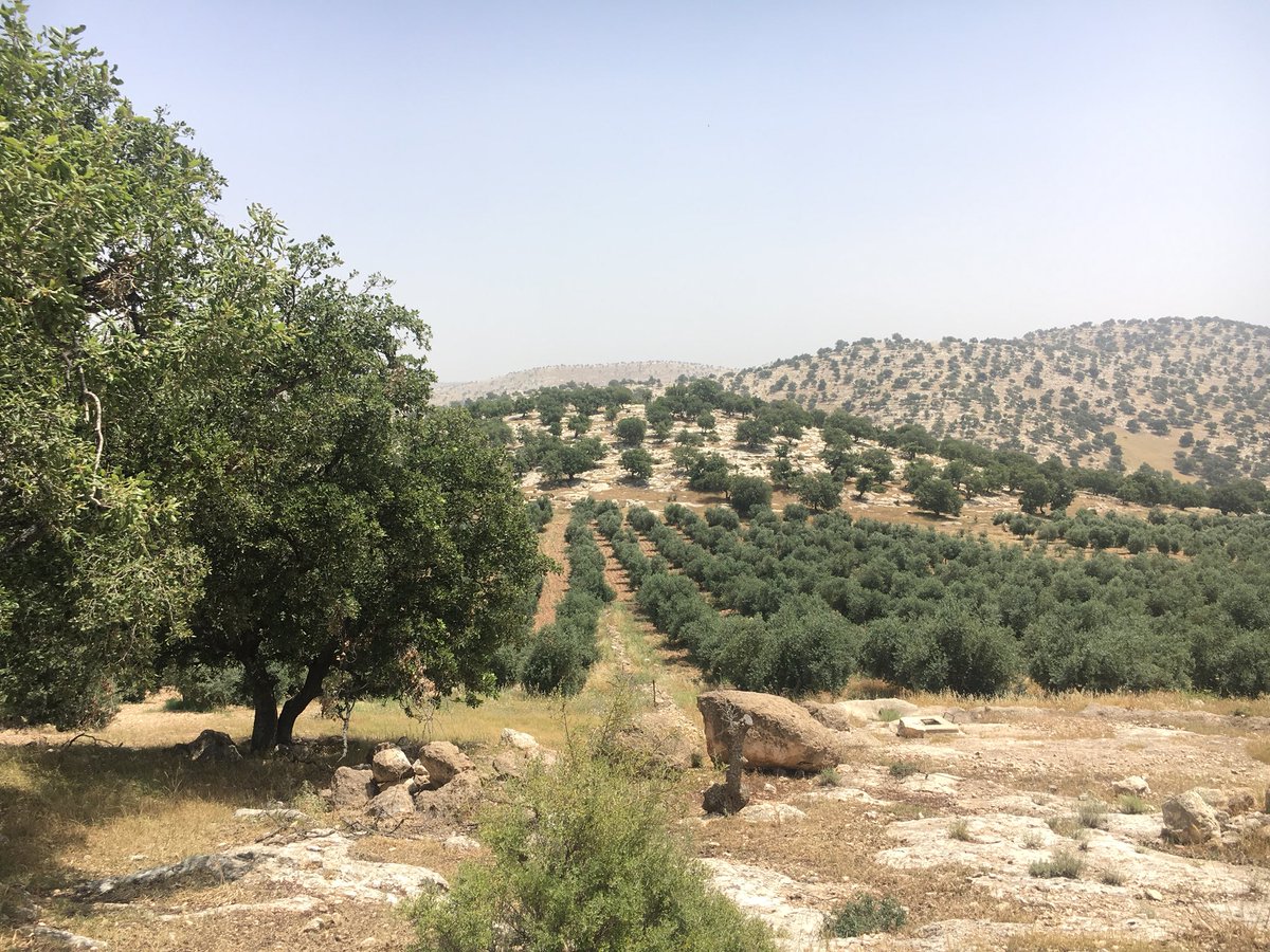 cecinunez's tweet photo. Poner en el mapa de sitios obligados a las rutas sólo exploradas por comunidades locales.
Mi primera mañana en Jordania: andando los caminos entre árboles de olivos en Umm Qais #Barakadestinations #AdventureInJordan #MyJordanJourney https://t.co/DEVWsMluG1