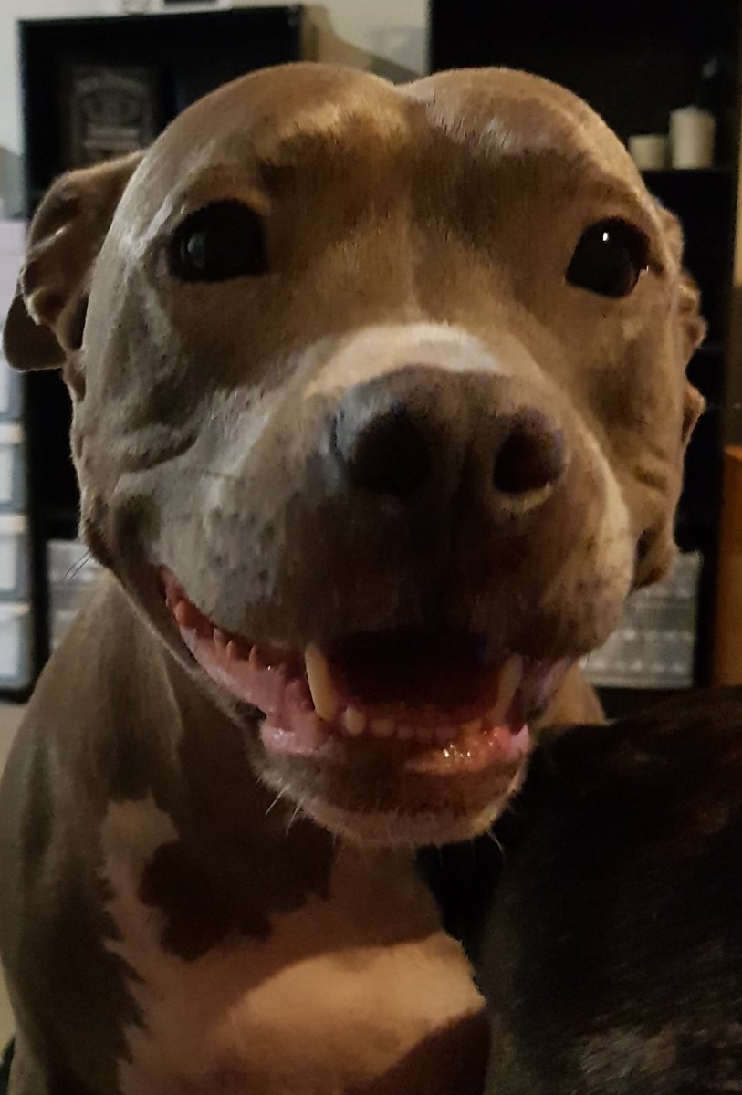 GracieMaloo's tweet photo. I wish all dogs could be as happy as me #dogs #dog #happy #PET #StopAnimalCruelty #staffy #staffordshirebullterrier #staffylove #stopoverbreeding #makealldogshappy https://t.co/33AJbpdetX