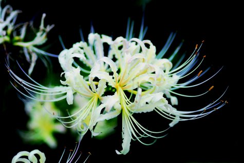 希望の花言葉 على تويتر 白彼岸花 天界に咲く花 という意味を表す花 彼岸花には 地獄花 や 死人花 という呼び名があるせいか花言葉もネガティブなものが多いです しかし 前向きな花言葉も存在します 花言葉は また会う日を楽しみに