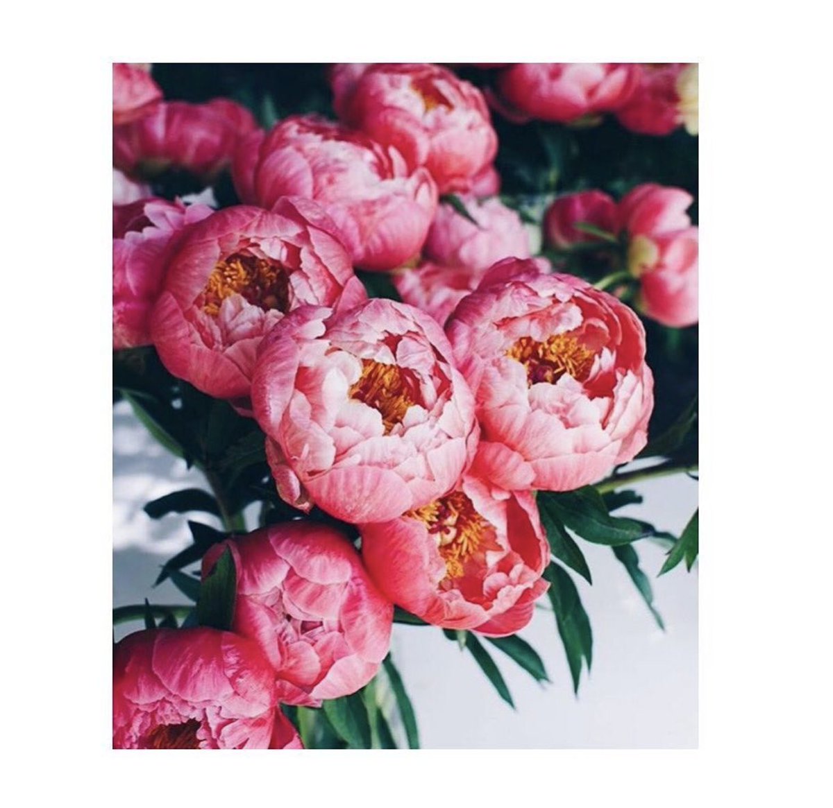 Belle fin de semaine à tous ! 
#weekend #TGIF #flowers