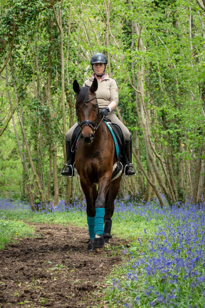 LizDiegutis's tweet photo. Hacking my 4yr old Diesel #Deniro x #Sandrohit in the beautiful blue bell woods at Pepperwood park yesterday #dressage #horsescout #HorseHour https://t.co/ITP9ME3tkf