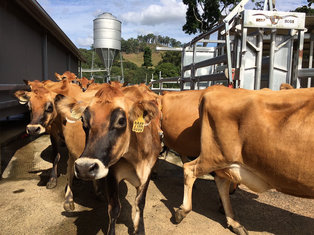 kimhonan's tweet photo. 🧀🐄TOP CHEESE🐄🧀

This is some of the best cheese in the country. Deb Allard's Velvet Chaussette is a @deliciousAUS Produce Awards winner in the From the Dairy section. 😋 #deliciousproduceawards #dairy #cheese #jersey #burringbar #harvestfoodfest #northernrivers @ABCNorthCoast https://t.co/HPPurRfK7T