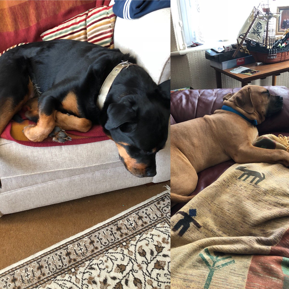 franbo17's tweet photo. Have two hot dogs in the house #theDolly #Axel #rottweiler #bullmastiff #dogs #puppies #sunshine #lotsofhastags https://t.co/IujzRflsrW