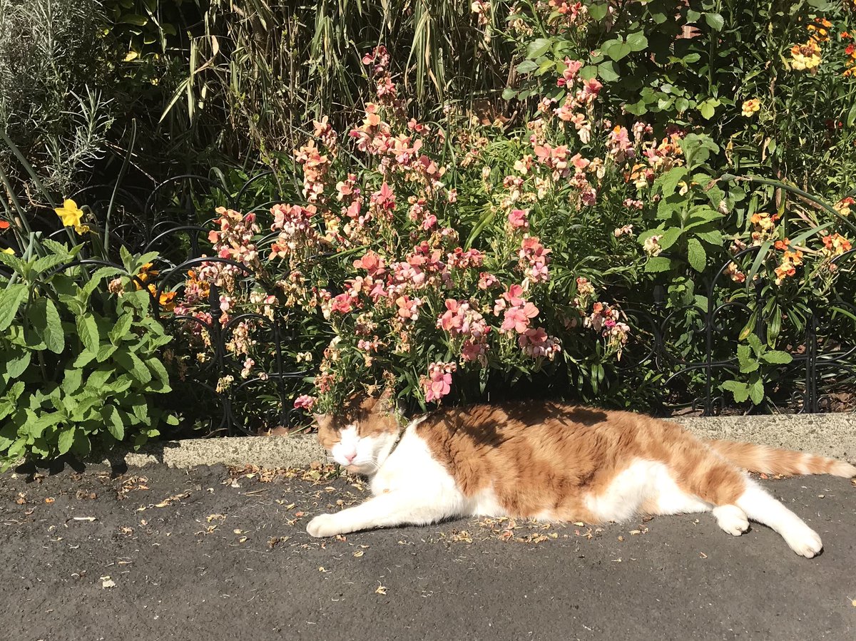 bryonydynamohr's tweet photo. I wish this was my life. #sunshinegoals https://t.co/VlTK0z1KII