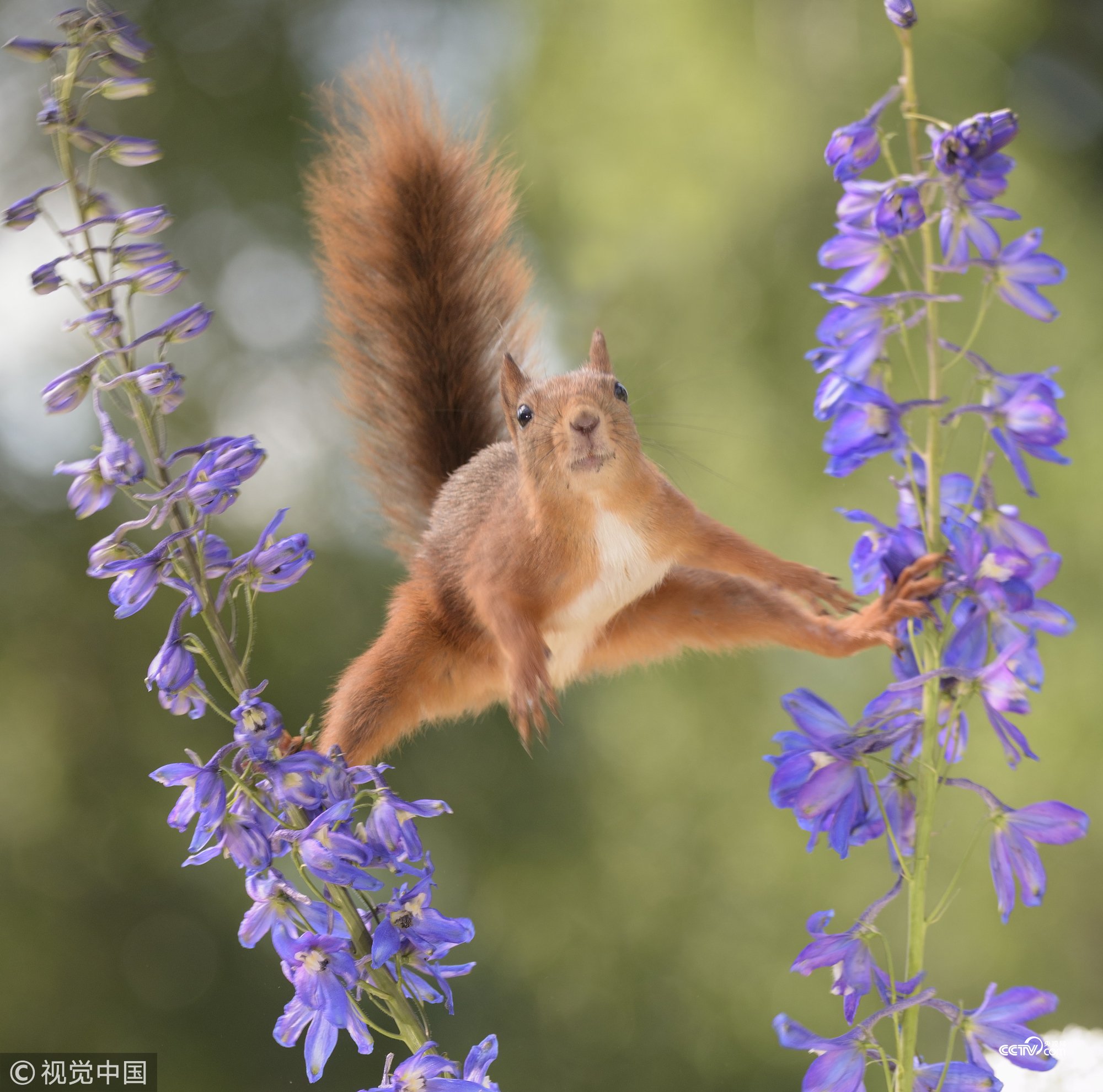 Twitter 上的cctv A Fiery Red Squirrel Perfectly Performs A Gymnastic Split Between Two Flower Stems While It Snacks On Some Tasty Seeds The Wild Forager Looks Like An Acrobat As It Perfectly Twitter 上的cctv A Fiery Red Squirrel Perfectly Performs A Gymnastic Split Between Two Flower Stems While It Snacks On Some Tasty Seeds The Wild Forager Looks Like An Acrobat As It Perfectly
