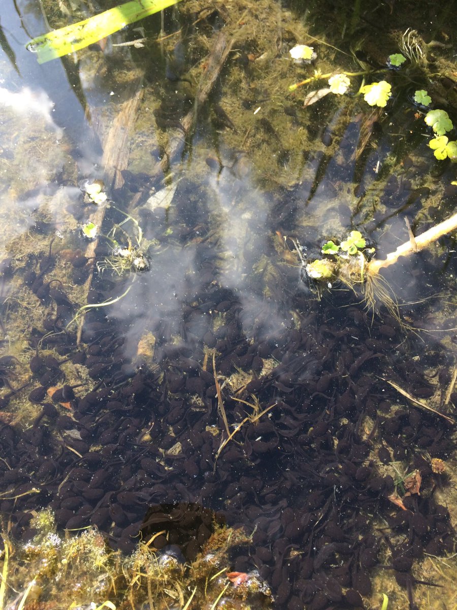 camtoadpatrol's tweet photo. Tadpoles have arrived in our pond despite a difficult year for breeding!! 🐸 https://t.co/69eOOKn5xb