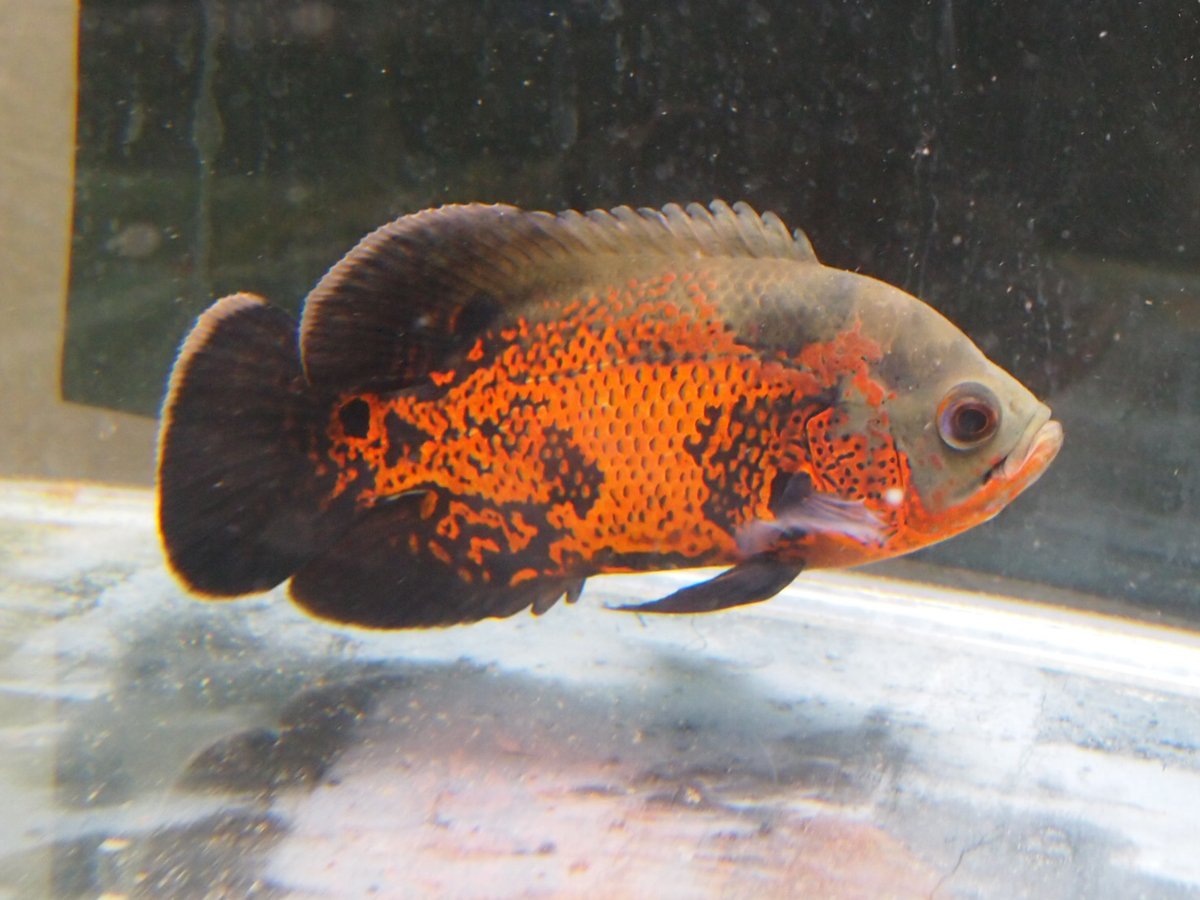 Seigo オスカー購入 飼育は中坊の時以来になるかな ウン十年ぶり 笑 昨今 人気の ワイルドものではなく ルビーレッドタイガーという品種 やはり かわいい オスカー アストロノータス パウパウアクアガーデン T Co 9gte8ym4bm