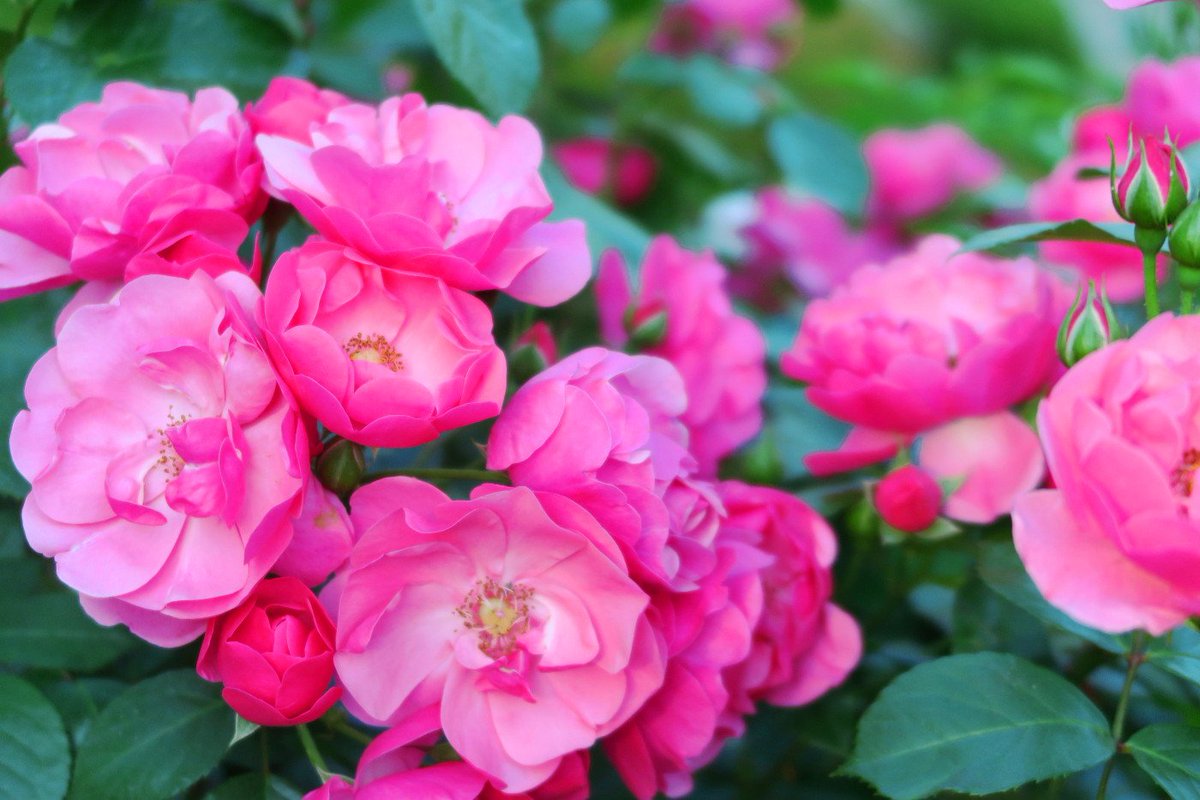 ট ইট র 旧古河庭園 旧古河庭園のバラ18 71 アンジェラ 愛らしいピンクの小花がたわわに咲き ハッピーな雰囲気をかもしだします モッコウバラに続いて花束シリーズ もう本当に可愛い 旧古河庭園のバラの中でも愛されキャラ的存在 もうそろそろ見頃