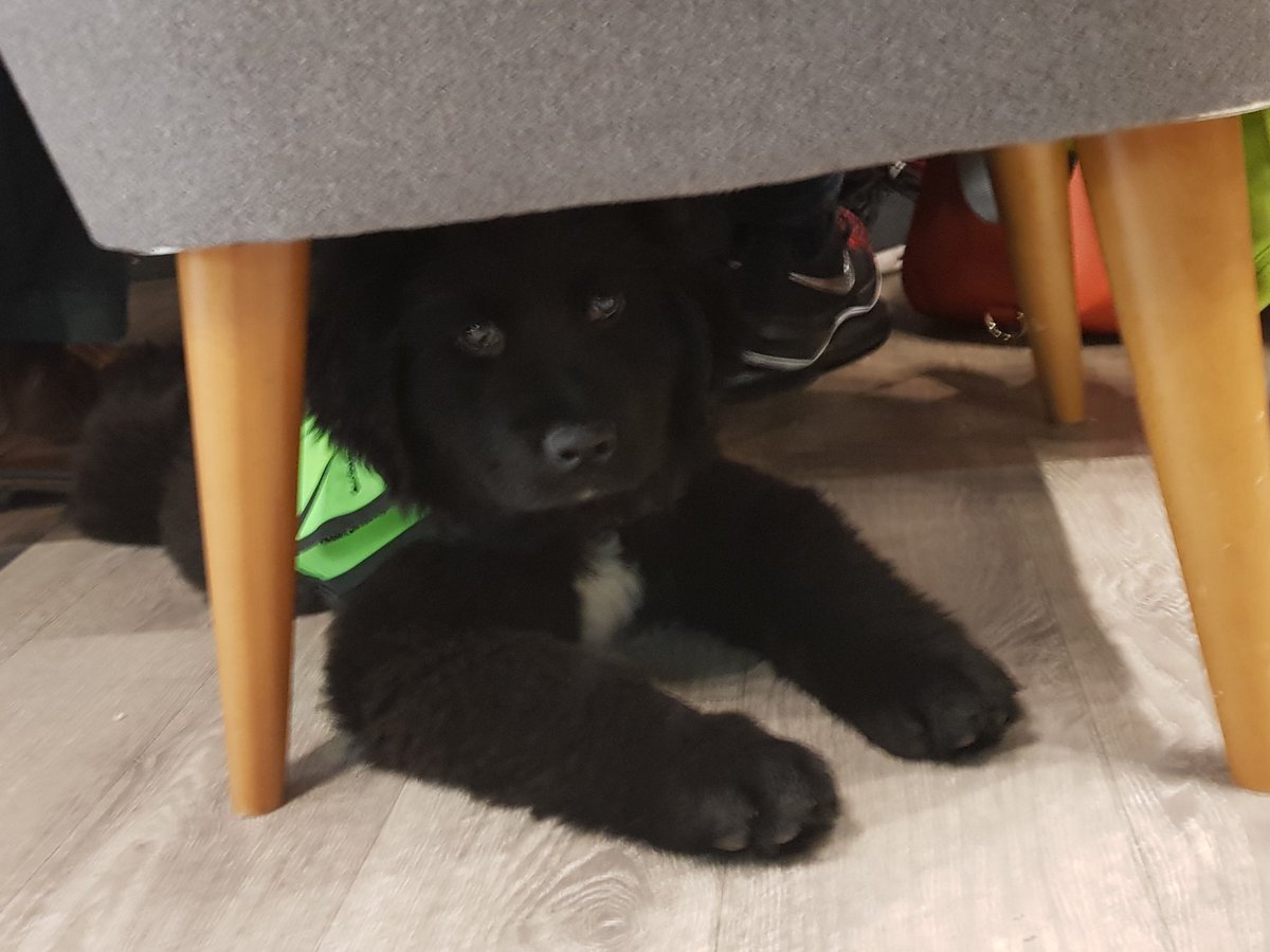 11 week old Darcey <a href="/mycaninecompani/">My Canine Companion</a>  therapy dog in Training relaxing <a href="/_InsomniaCoffee/">Insomnia Coffee</a> <a href="/BlackpoolShops/">Blackpool Shops</a>