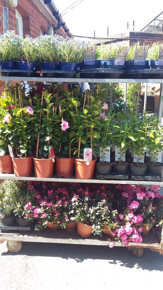 Summer bedding plants now in!
