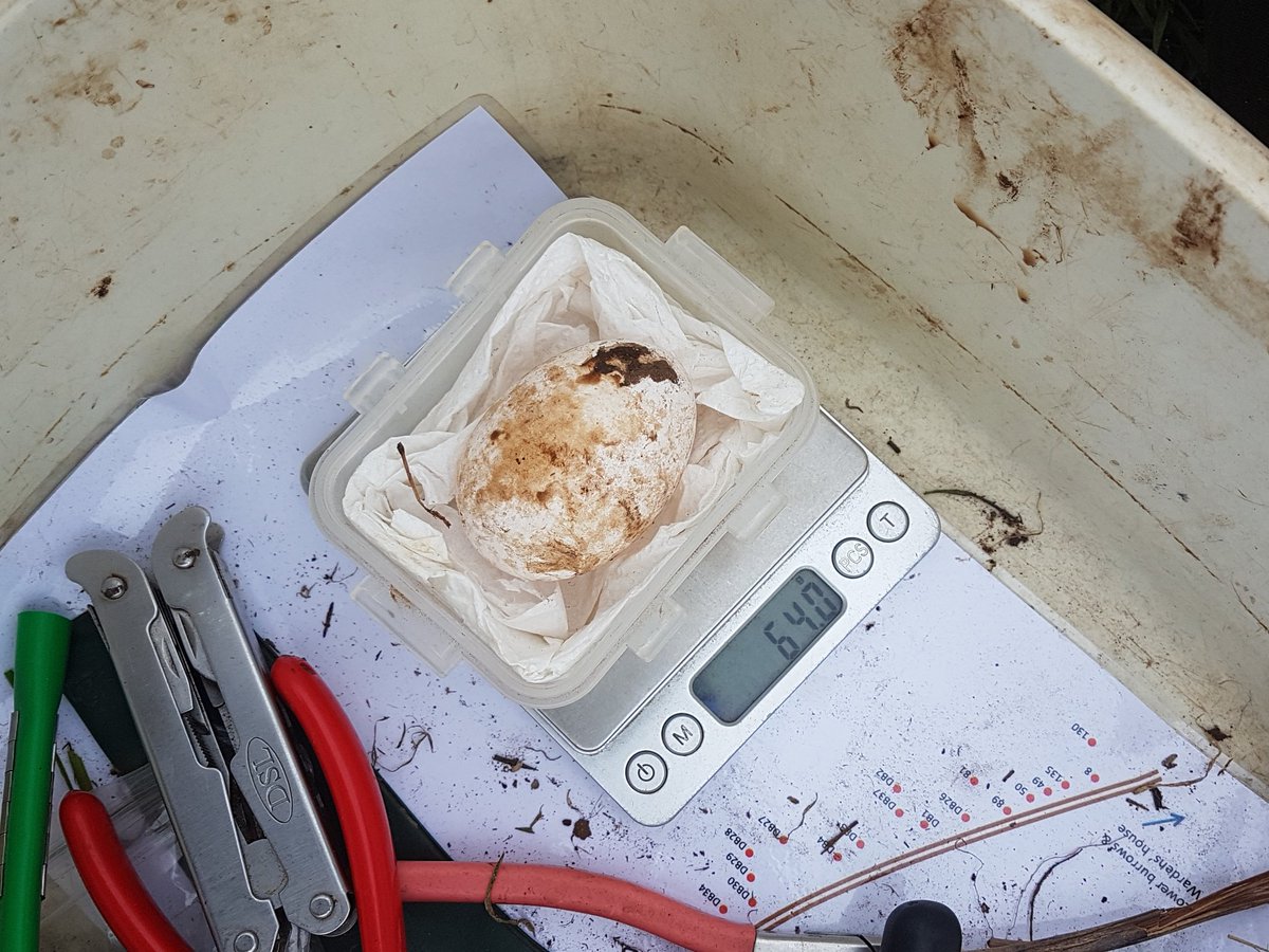 After much anticipation, we have our first #manxshearwater egg of the season! The female who laid this has spent 2 weeks at sea foraging to build this huge egg, which is 15% of her body mass. If humans had babies this big, they would weigh ~25lbs (or 11.5kg)! #seabirdersaturday