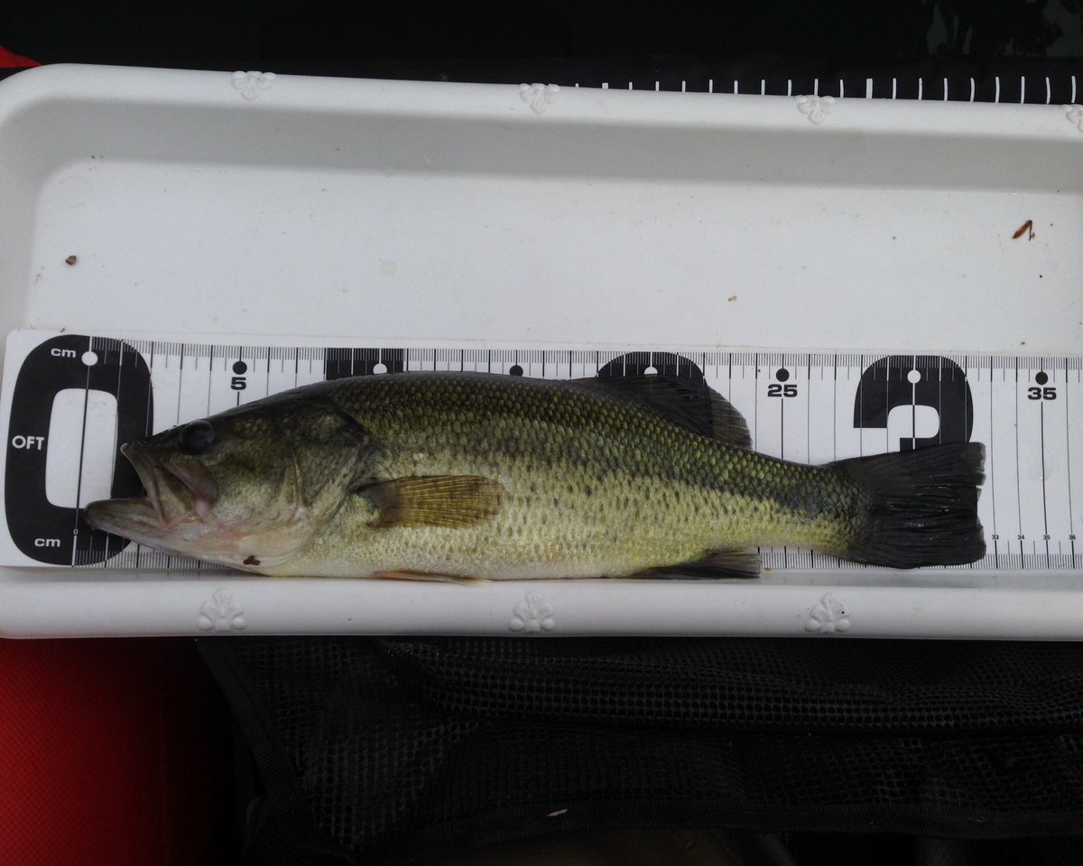 第24フローター艦 こいつはゲーリーの4インチグラブ さっきのはzoomのfish Doctorでヒット どちらも年前のワームだべ W フローター バスフィッシング 第24フローター艦 こいつはゲーリーの4インチグラブ さっきのはzoomのfish Doctorでヒット どちらも年前のワームだべ W フローター バスフィッシング