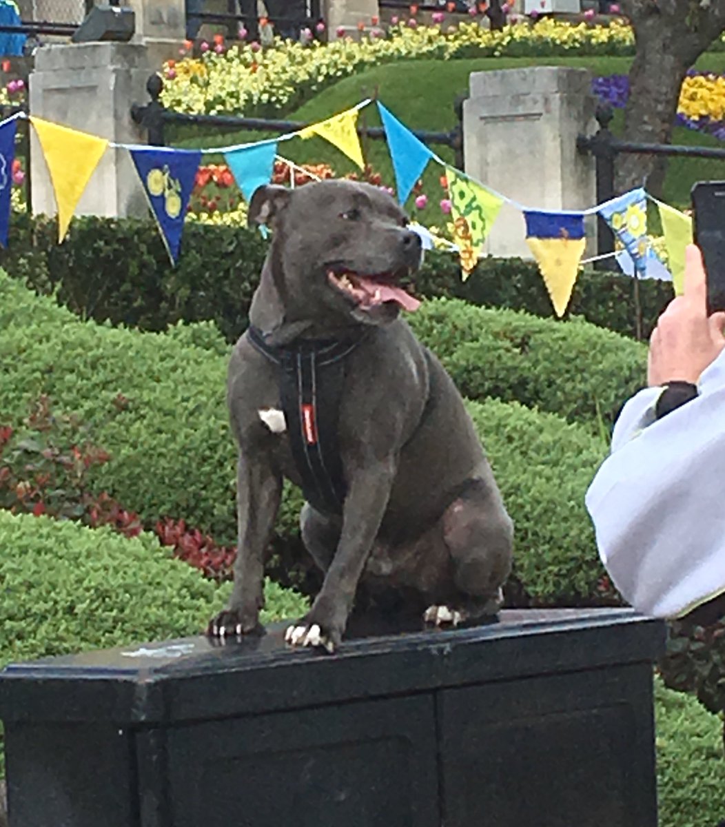 jennyjrose's tweet photo. Happy Staffy loving the Tour de Yorkshire ❤️ #dogsofTDY https://t.co/kNOEDGfwgn
