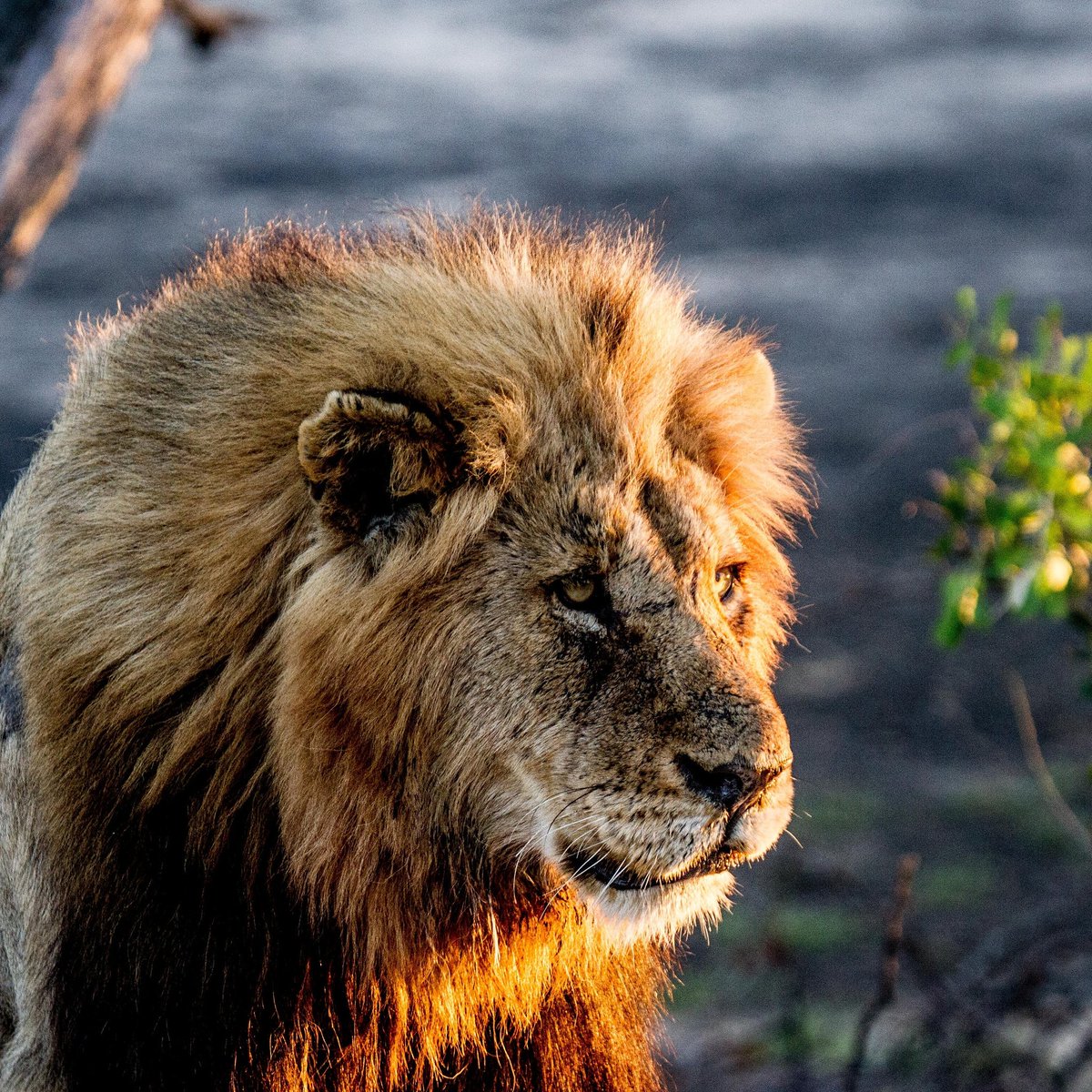 WildEarth tweet media