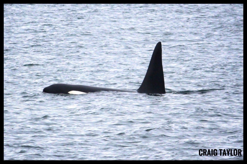 CraiginOrkney's tweet image. Whale watching #scapaflow #orkney #orkneyislands #orca #orcas #killerwhale #killerwhales