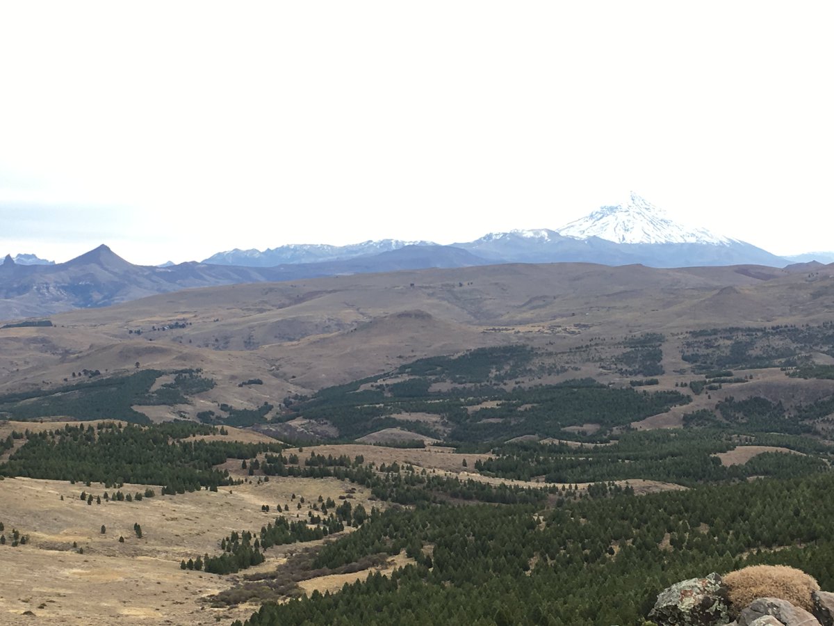 beefmatters's tweet photo. Patagonia. Learning about integrating forests and livestock. Volcano Lanín hovering in the background. #efjourney #patagonia https://t.co/ndEEyIZcB1