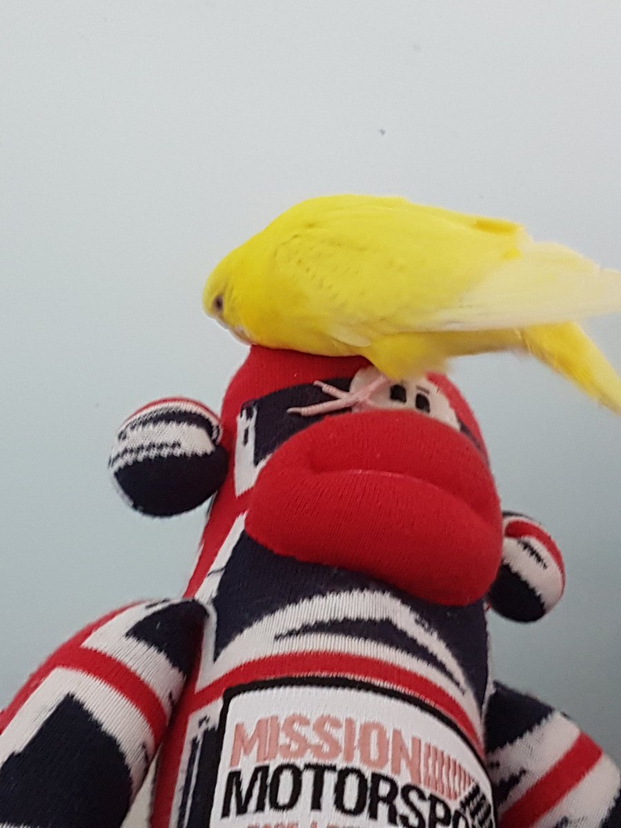 Steve_03_303's tweet photo. SEND HELP!! I'm being attacked!!!!! 🐤 https://t.co/elEXX8IfBi