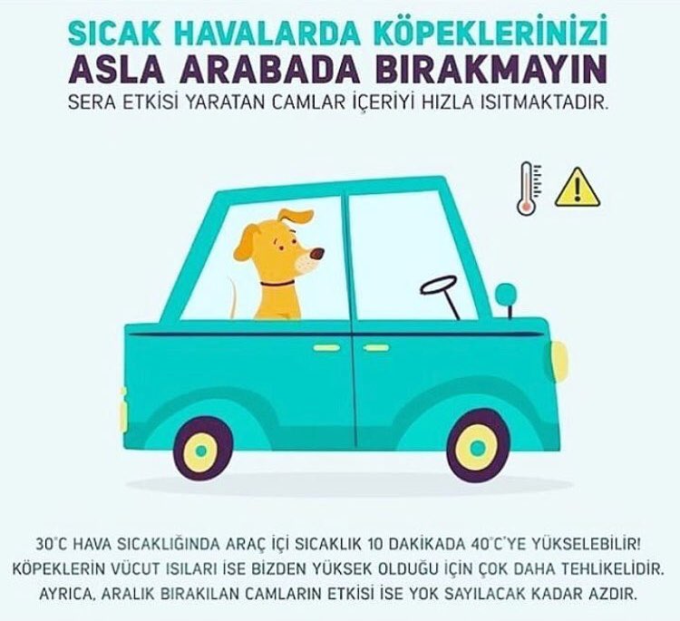 Sıcak havalarda köpeklerinizi asla arabada bırakmayın! ☀️Mutlu Pazarlar🐕 petfnw.com