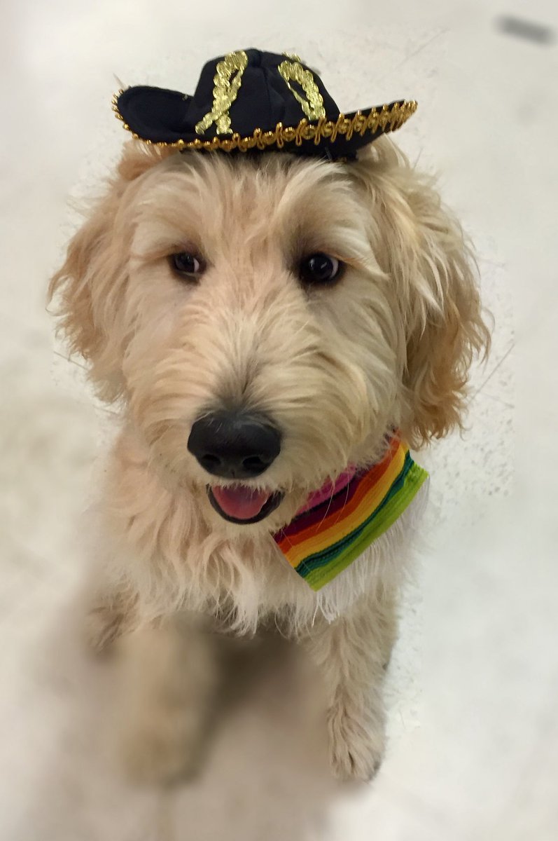 Cinco de #MetCon!  🍹🥑🌯🍸

#CincoDeMayo #goldendoodle