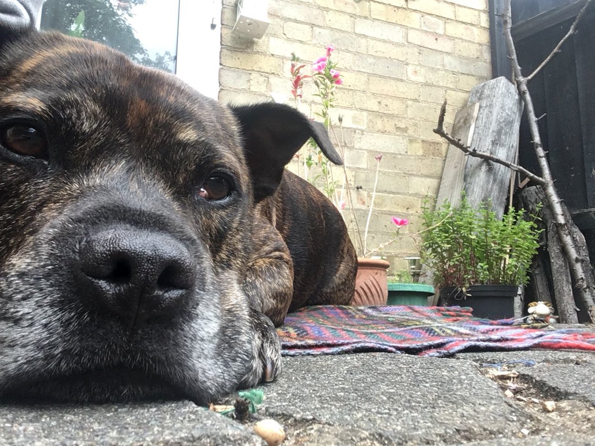 odiestaffie's tweet photo. How happy is he that I made him sit in the shade? #staffiesaturday #adoptdontshop #StaffordshireBullTerrier #grumpychops https://t.co/0Q4CikvDRw
