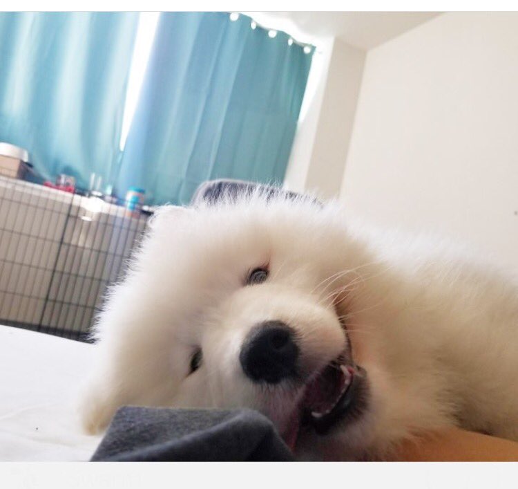 DANtheSamoyed🐶 tweet media