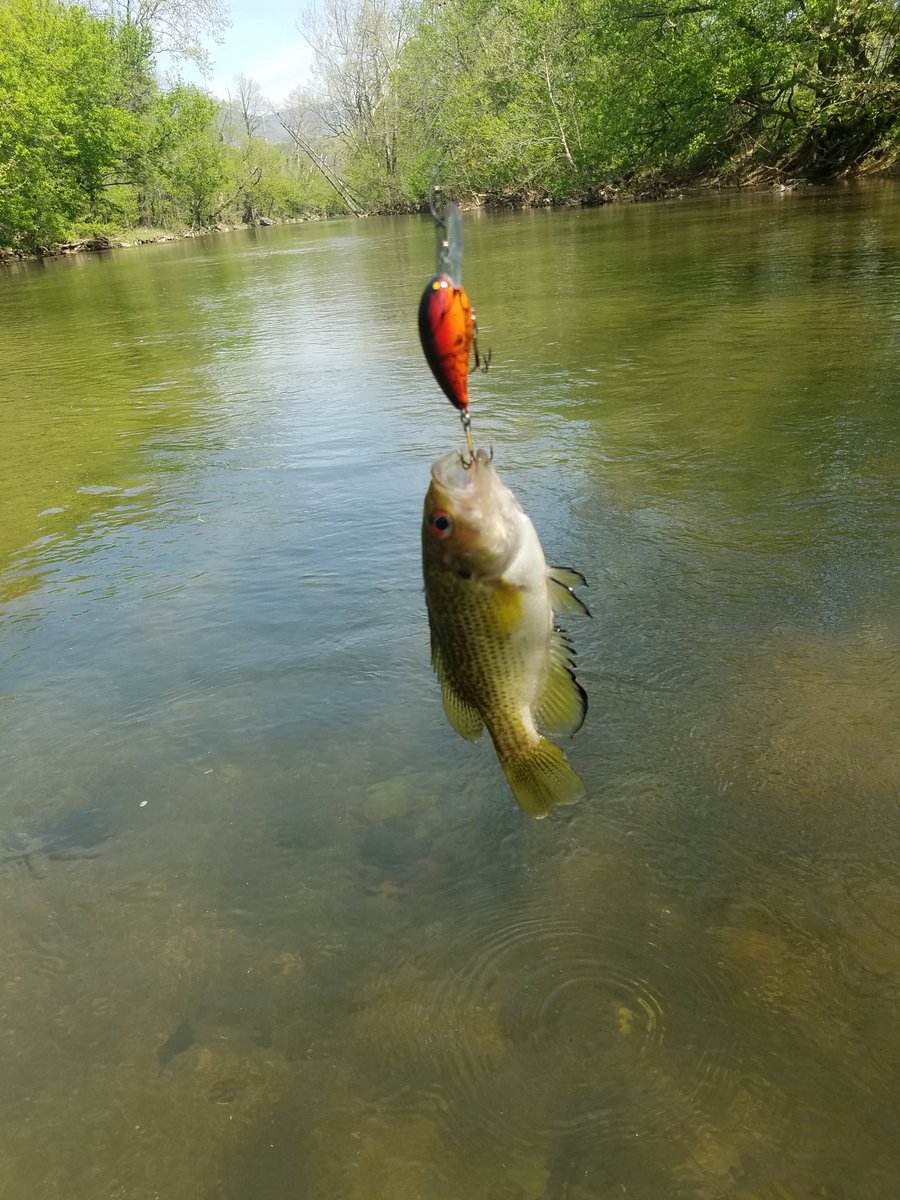 KDC_Fishin's tweet photo. Took the kayak out for the first time the other day and caught some red eyes on a crankbait. #fishing #kayaking https://t.co/12N16zAshU