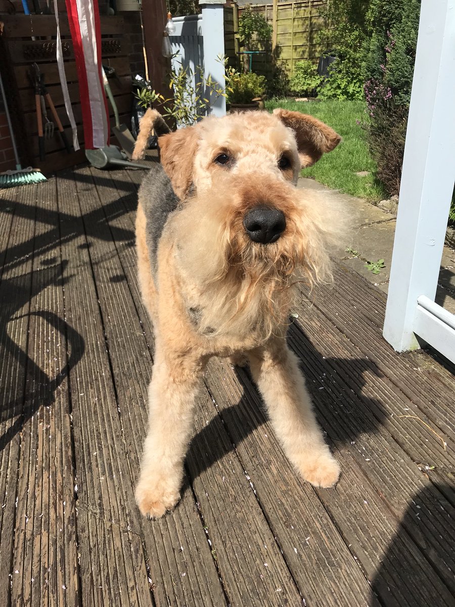 airedale haircut