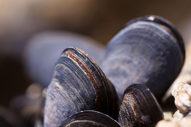 UniofExeter's tweet photo. Investigate the impact of elevated CO2 on physiology, health and disease resistance in global aquaculture. Come and study with Prof Rod Wilson @UoEBiosciences and Dr Andrew Barnes @UQ_News. Apply now:
https://t.co/63XGeACEWX https://t.co/GFO0QPRmgI