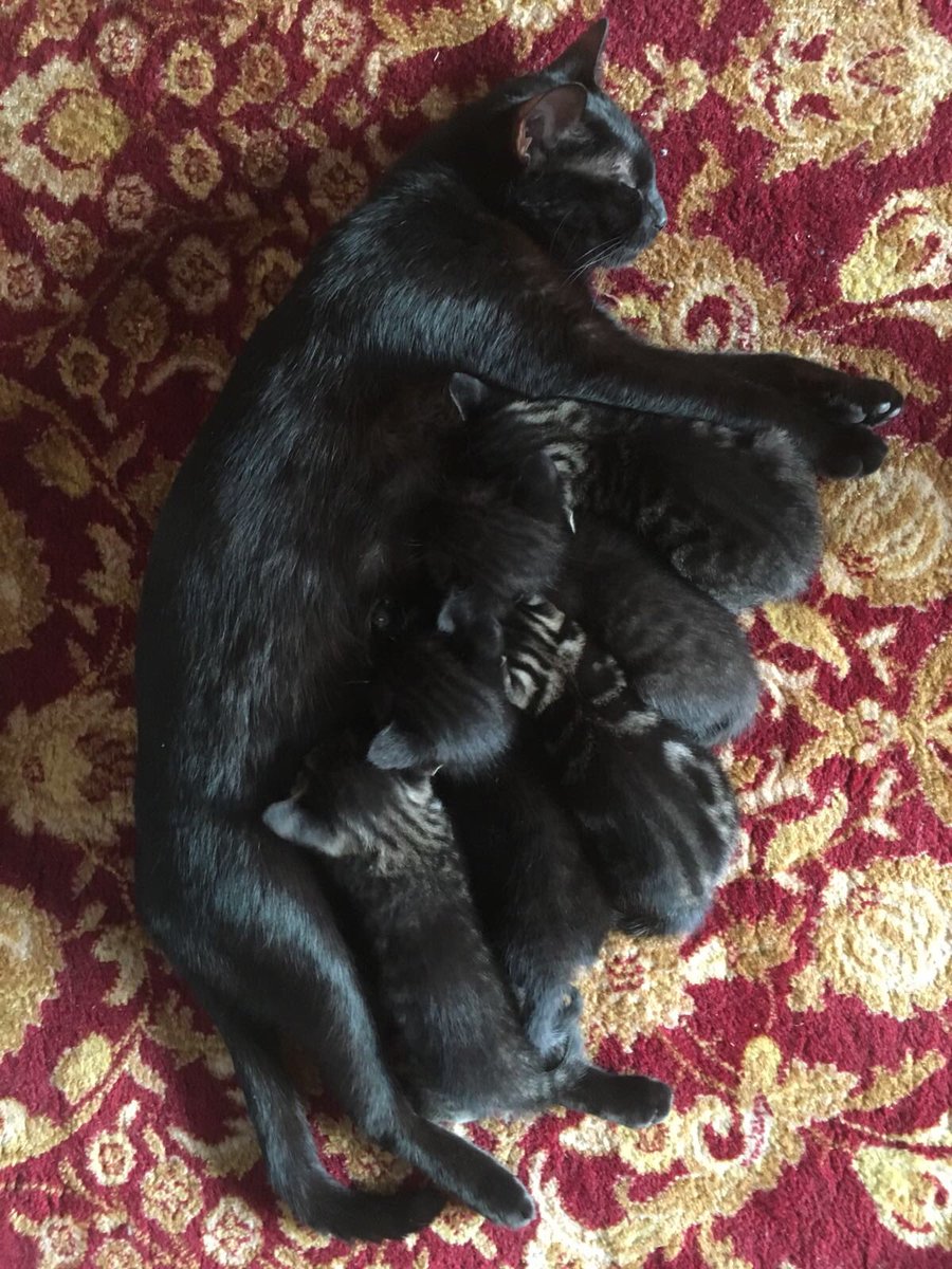 5 #gatti #indie alla ricerca di una casa con tanti #libri da #leggere... #Roma e dintorni mailto:chiarastellac@hotmail.com