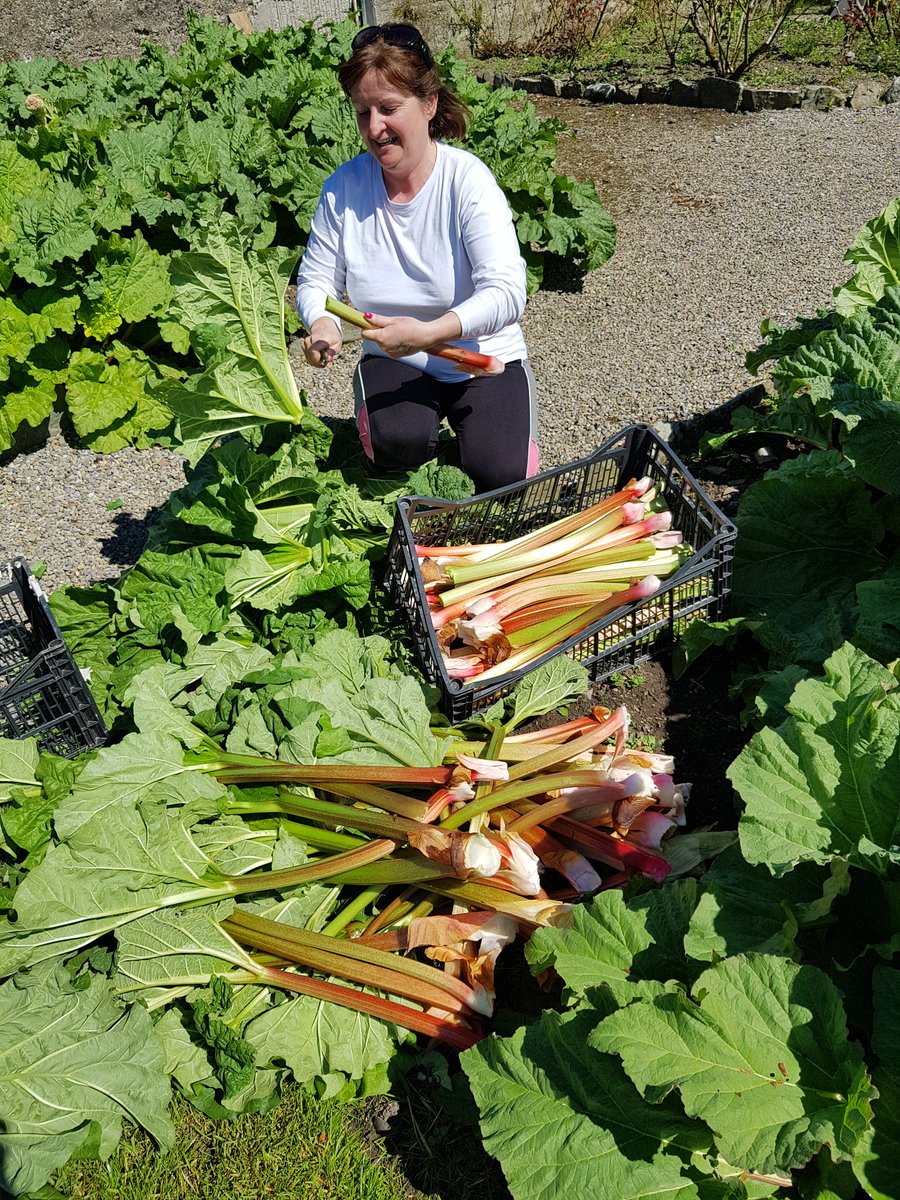vegieguy's tweet photo. Rhubarb season at the #greenbarn !! Wayyyhaaaay good to go !! https://t.co/6Qr8vfbrBx
