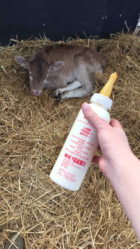 shepardess1's tweet photo. Meet Nelson, an orphan from our suckler herd. Rubbish drinker so trying out new ways of getting him to feed🙄😂 #calfrearing #newthings #nogivinguphere https://t.co/bcml21SUW1